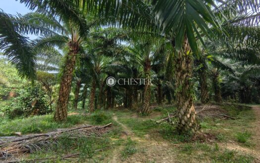 500 acres Rompin Keratong PSK Land For Sale