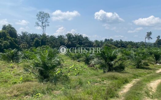 8.868 acres Karak (Lengkong) Oil Palm Land For Sale