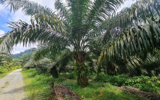 9 acres Karak Kg Lengkok Oil Palm Land for Sale