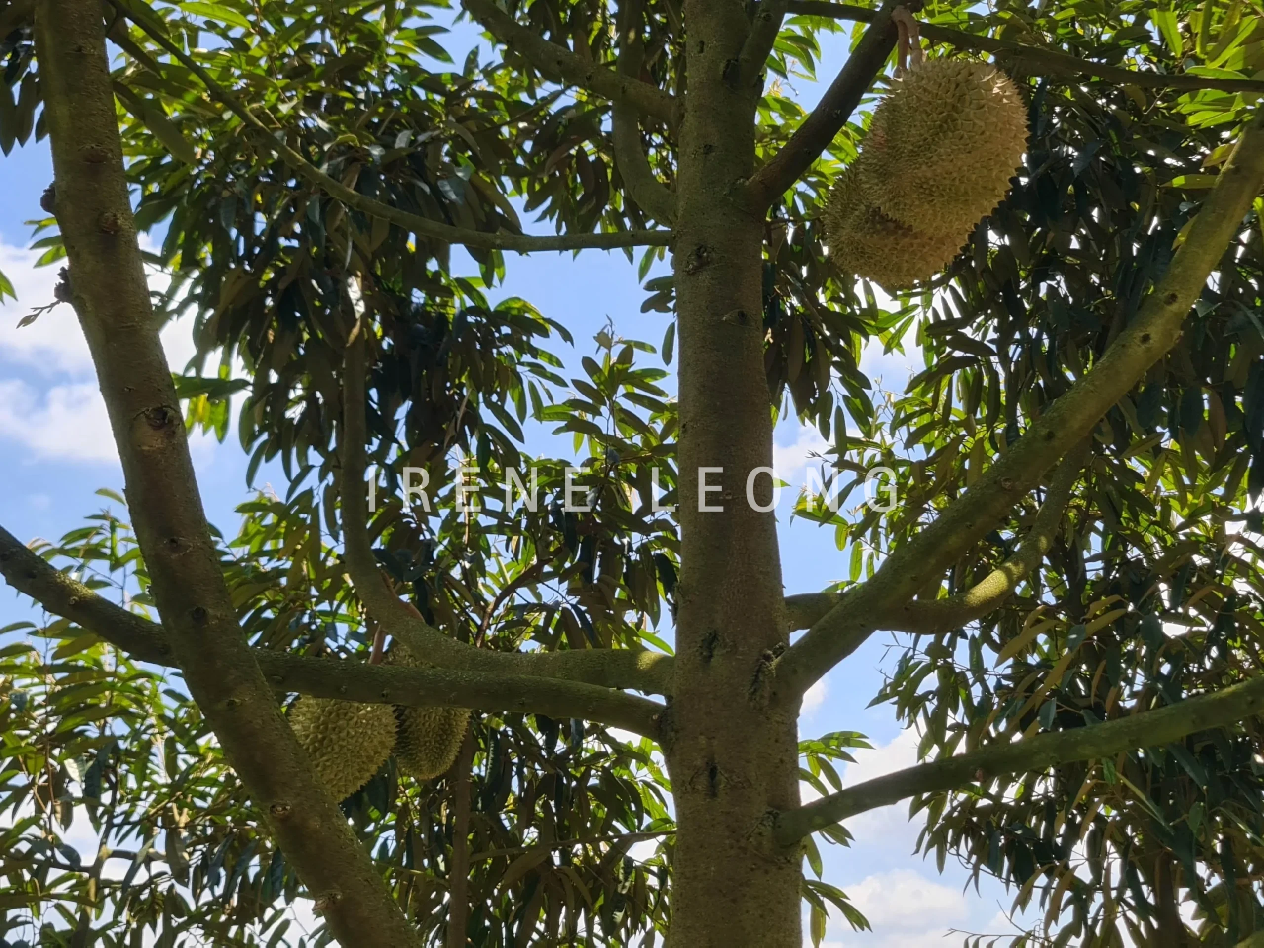 20220817_122719-crushimage_cropped