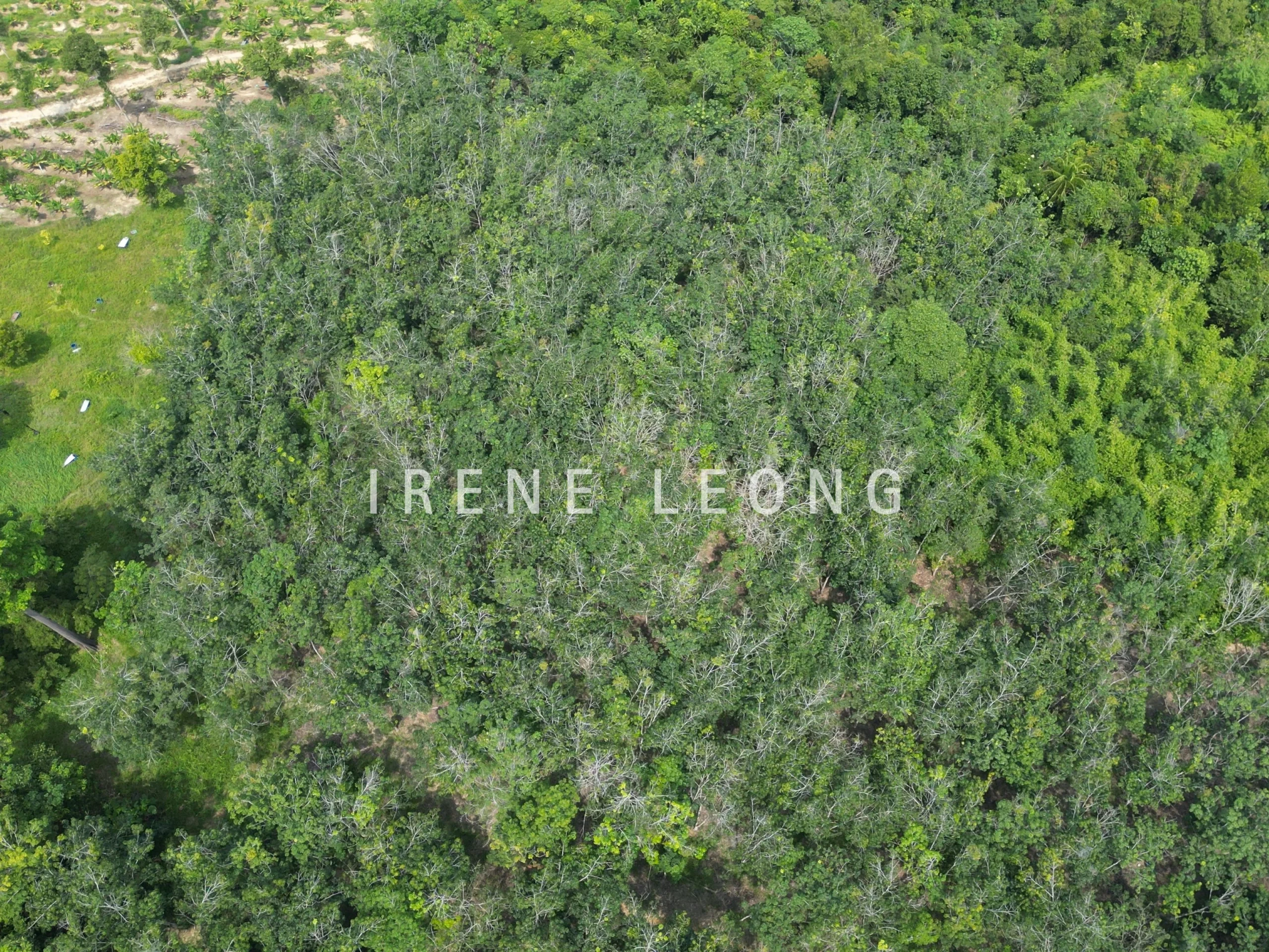DJI_0312_cropped