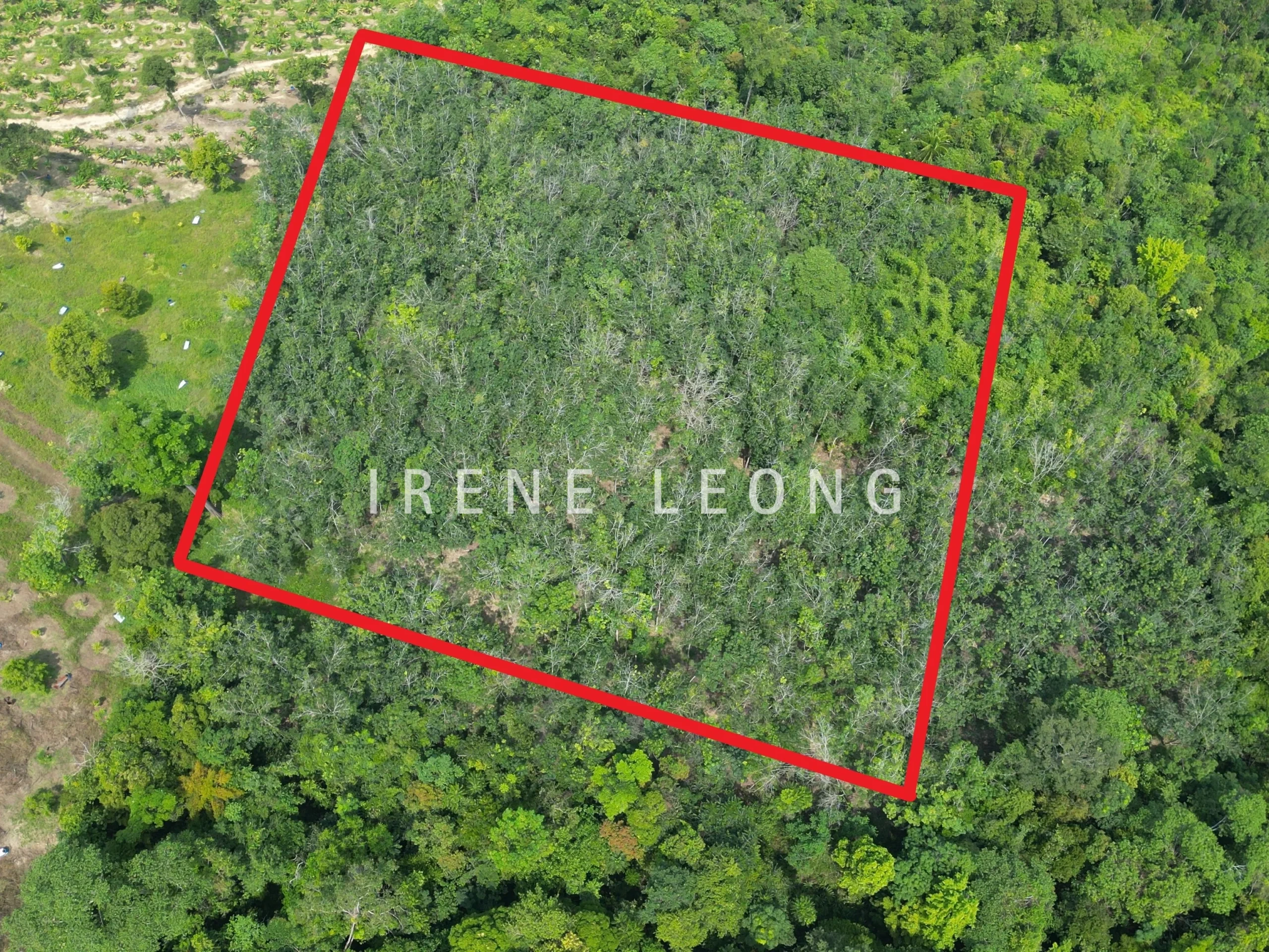 DJI_0313__cropped