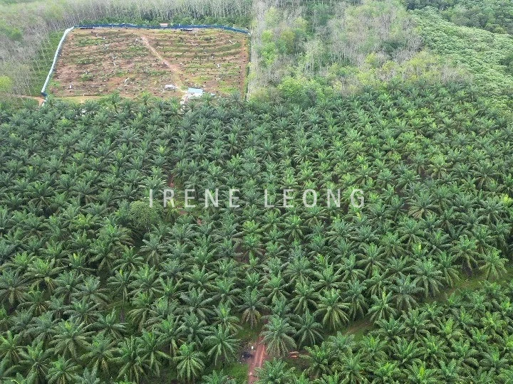 DJI_0810_cropped