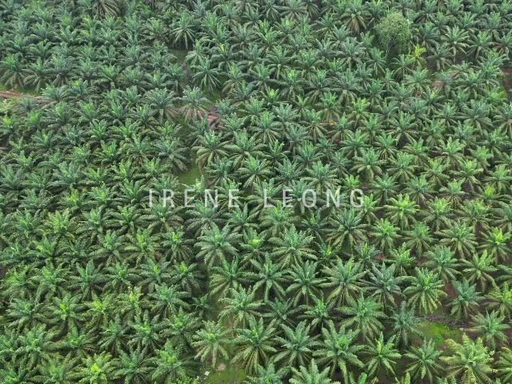 DJI_0826_cropped