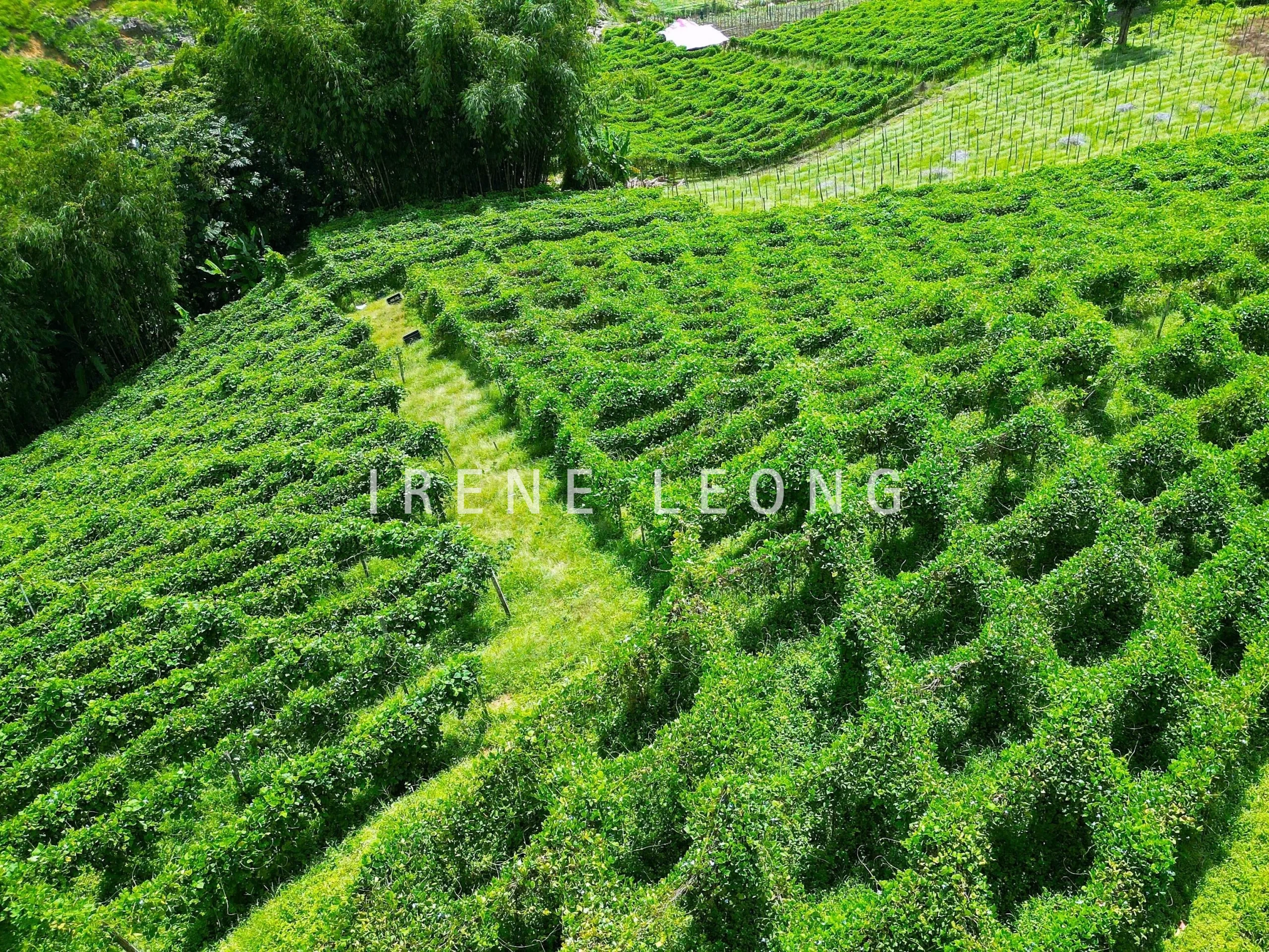 DJI_0277-1-crushimage