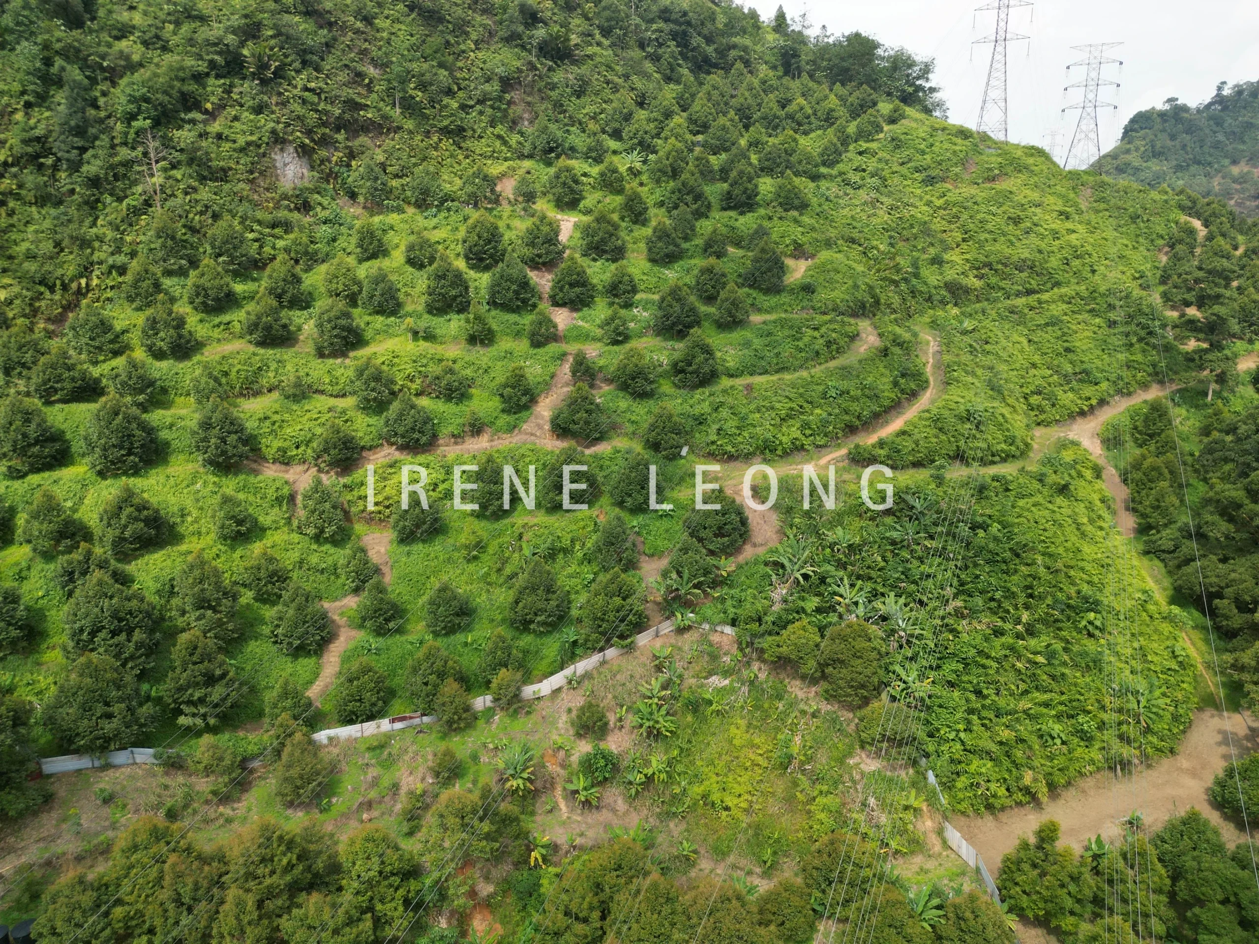 DJI_0594