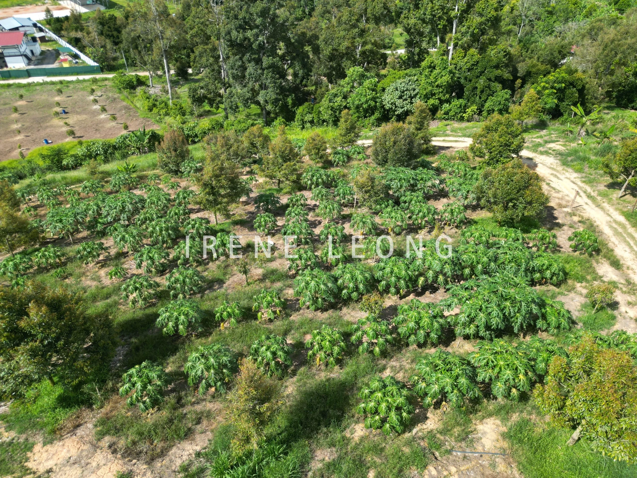 DJI_0914-crushimage